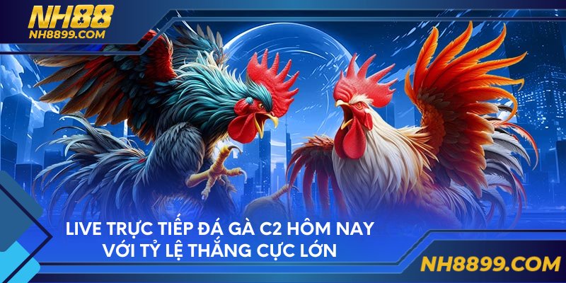 Live trực tiếp đá gà C2 hôm nay với tỷ lệ thắng cực lớn